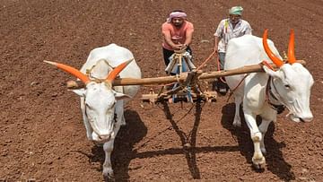 Farmers Loan Waiver : 33 हजार शेतकऱ्यांना कर्जमाफीची भेट, मुख्यमंत्र्यांनी दिले आदेश